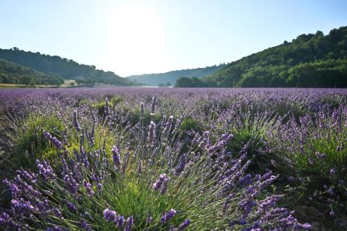 2024.07.09 Lavanda in Valensole Provenza