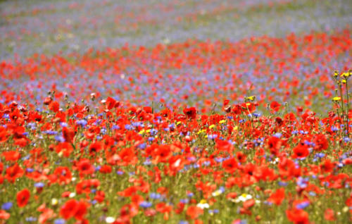 Castelluccio Di Norcia La Fiorita