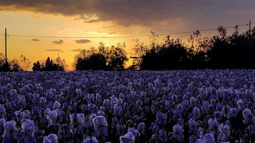 Piantravigne Il Giaggiolo Al Tramonto